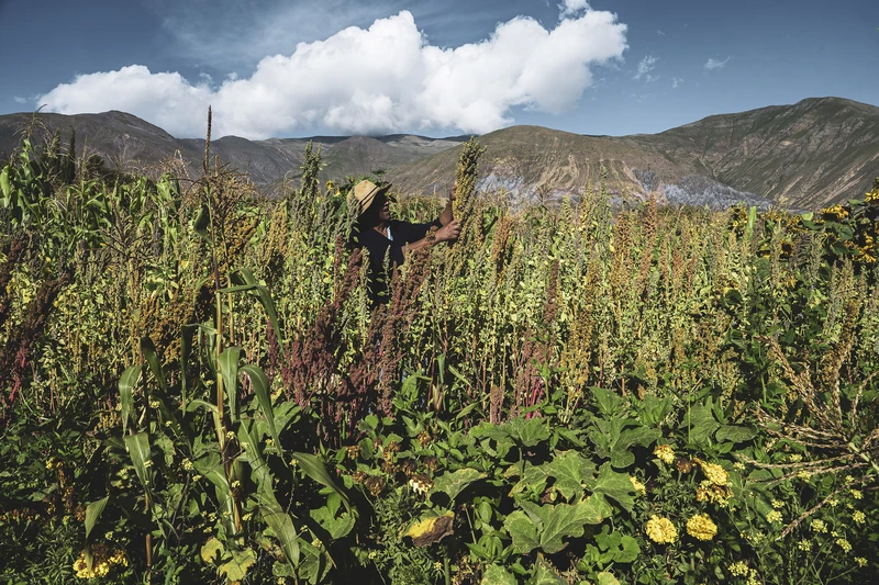 HP302251 - Hernan Paganini