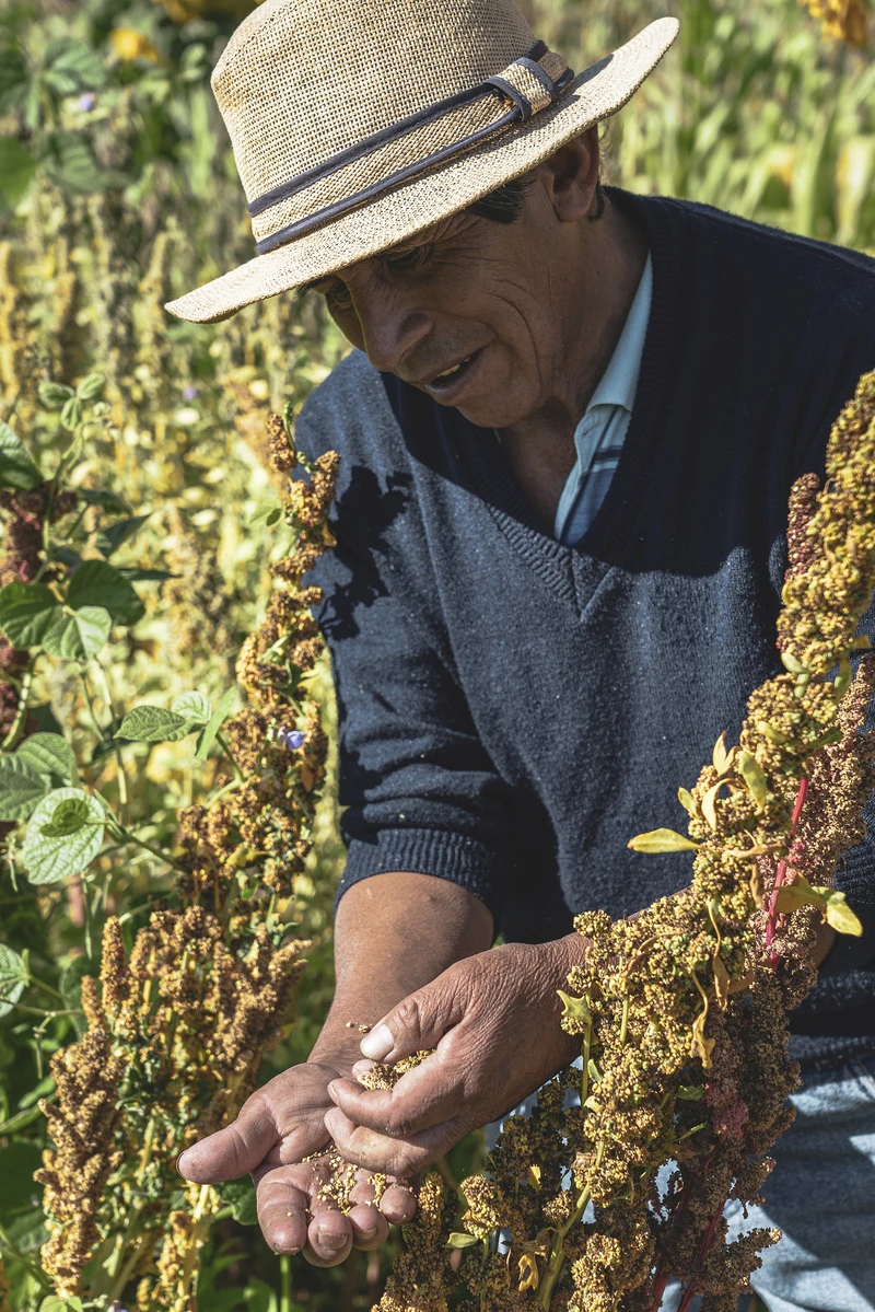 HP302264 - Hernan Paganini copia