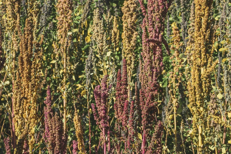 HP302324--Gastro_v01--LQ