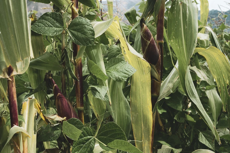 SONY-ILCE-6300-6000x4000-000082 - Hernan Paganini copia