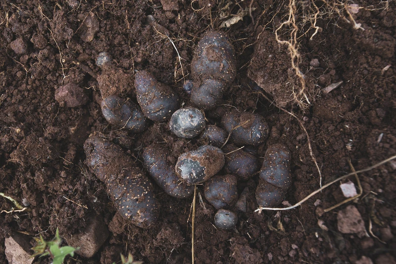 _PAG7405 - Hernan Paganini copia