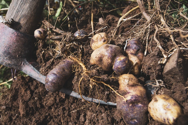 _PAG7427 - Hernan Paganini copia